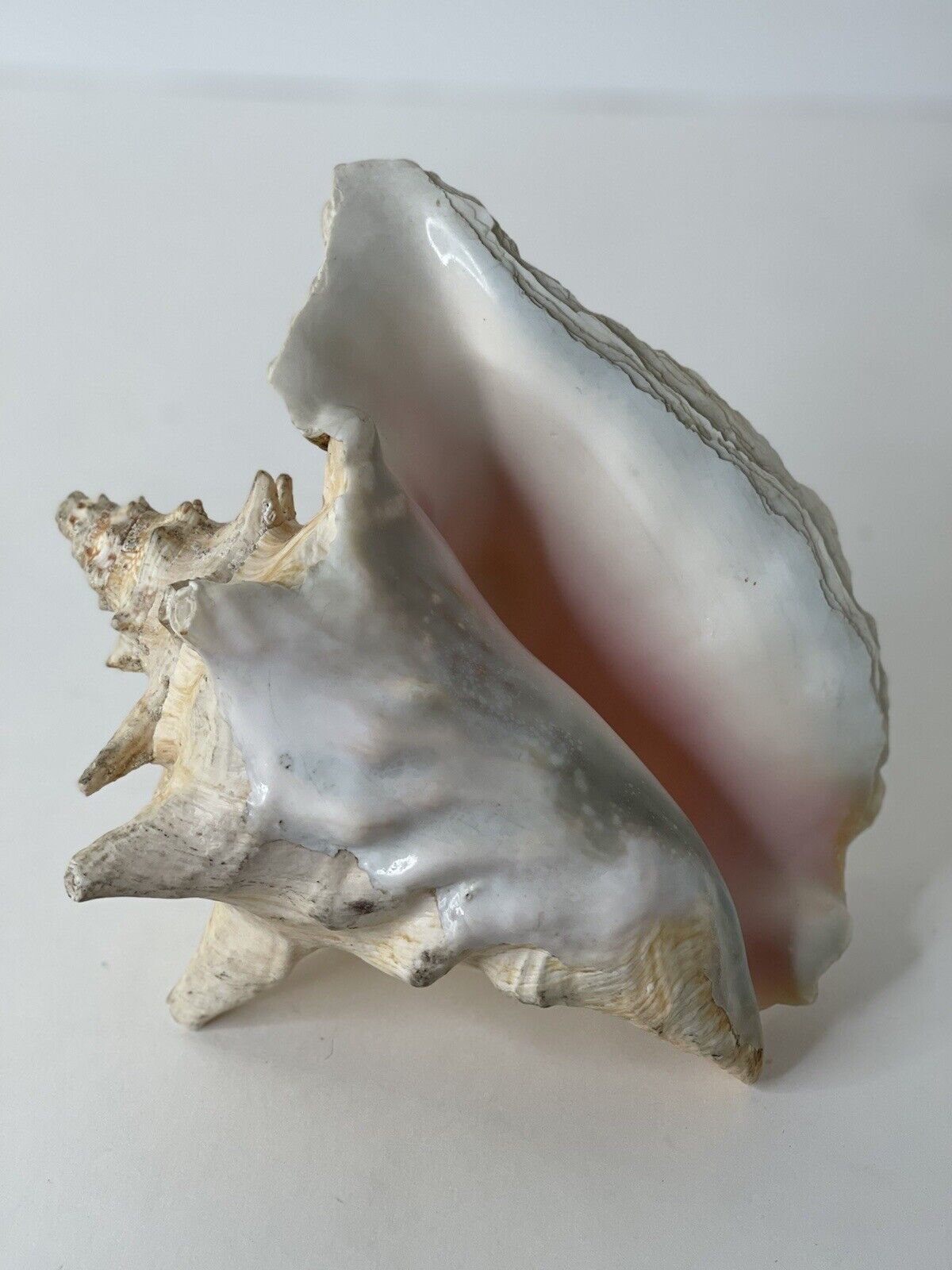 Large Conch Shell Approximately 6.5\