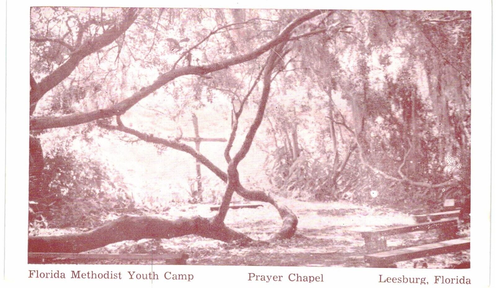 Leesburg Florida Methodist Youth Camp Chapel Of Prayer Tree  1960  FL 