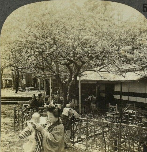 c1910s Japan Cherry Blossoms Land of Flowers Tea House Antique Stereoview Card
