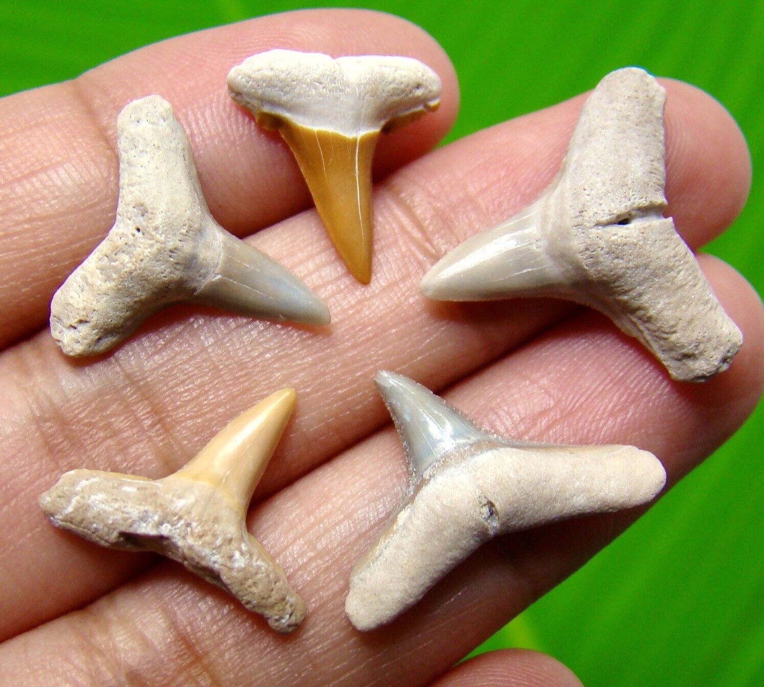 FIVE GORGEOUS LEMON SHARKS TEETH - REAL FOSSILS - NO REPAIRS 