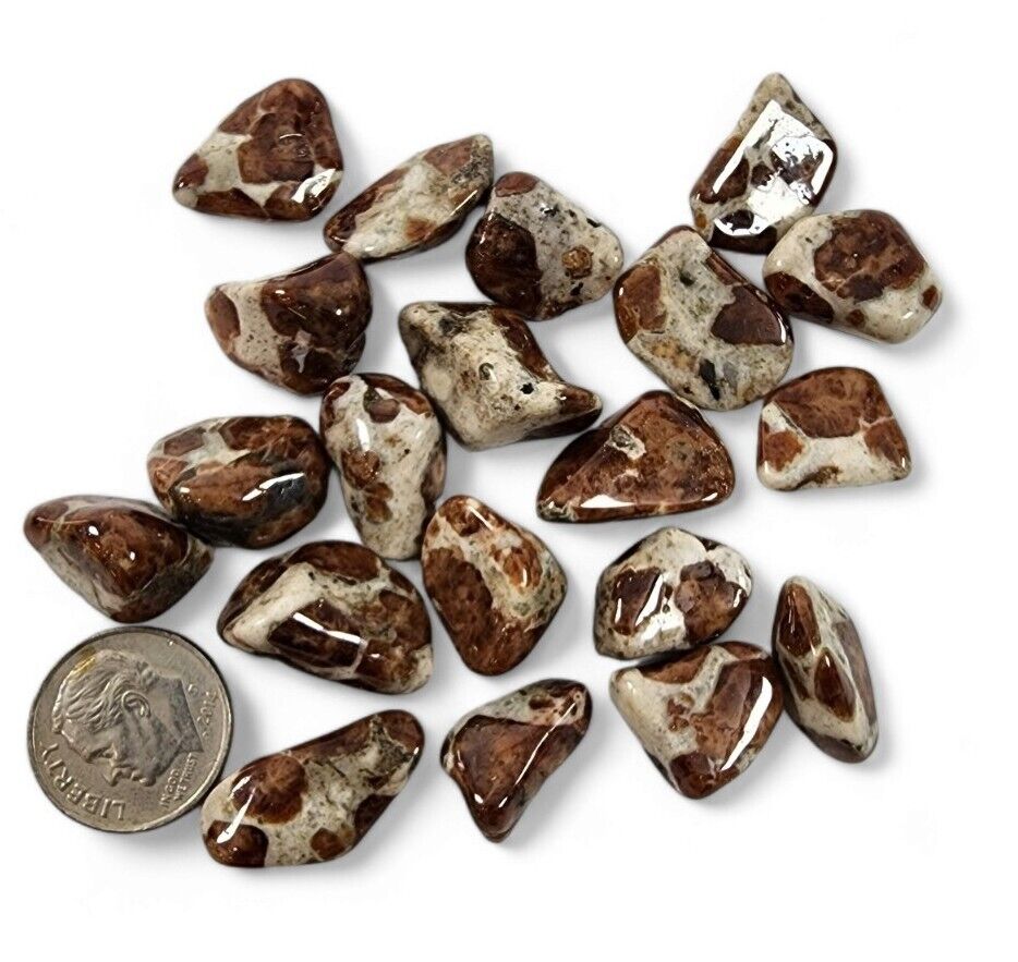 Garnet in Wollastonite Polished Stones 40.5 grams.