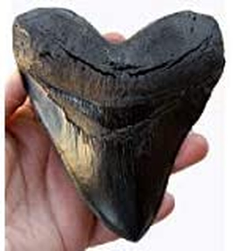 5.5 Inch Megalodon (Carcharodon Megalodon) Tooth, Black with Serrations (Replica