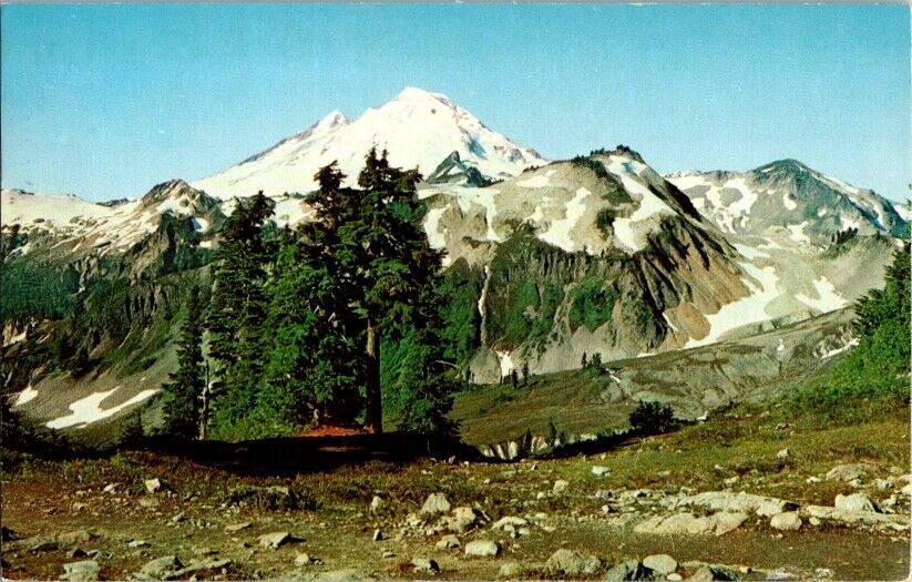 Postcard Mount Baker in Mount Baker National Forest WA Washington 1950     K-776