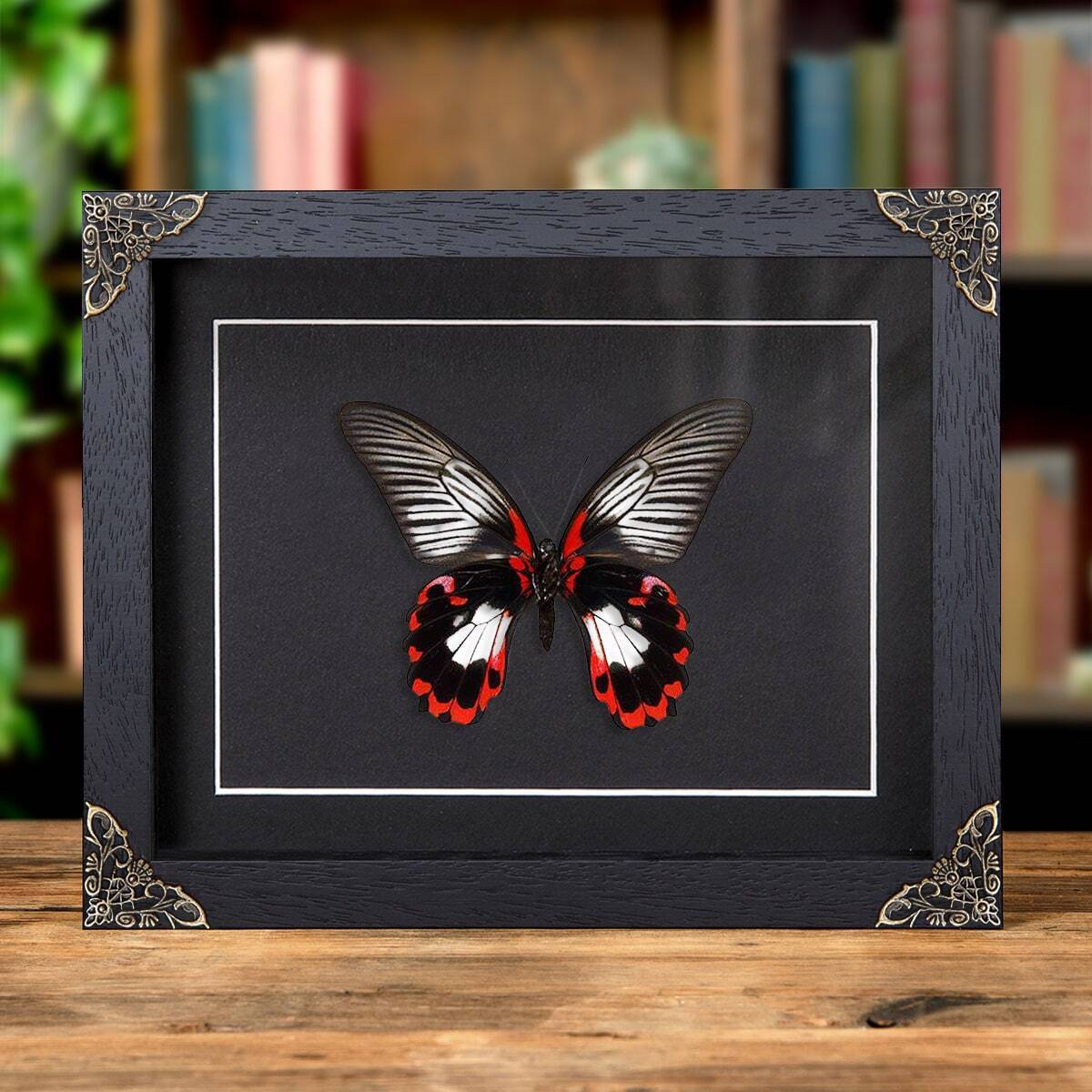 Taxidermy Scarlet Mormon White Form in Baroque Style Frame (Papilio rumanzovia)