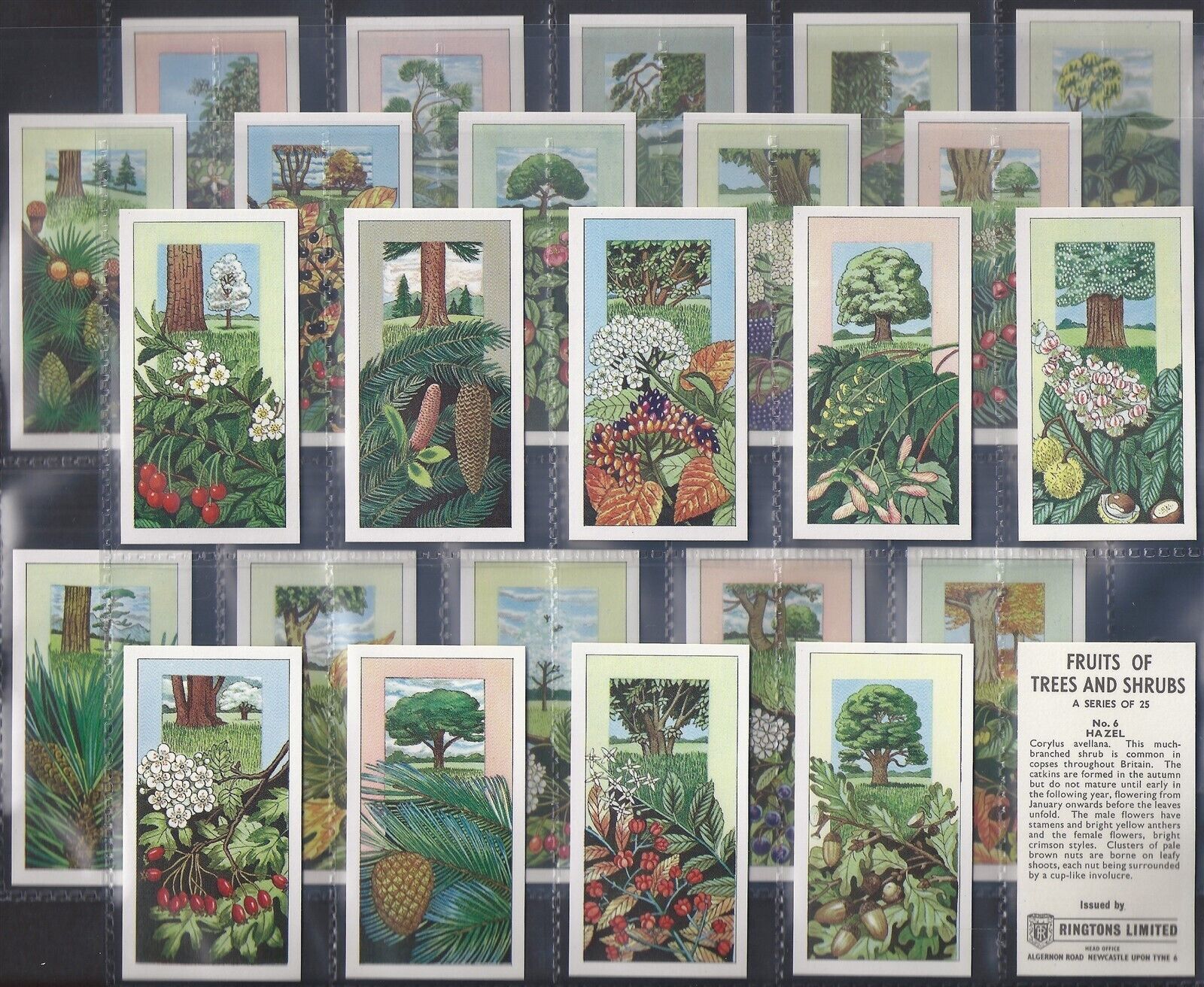 RINGTONS (TEA)-FULL SET- FRUITS OF TREES & SHRUBS 1964 (25 CARDS) EXCELLENT+++