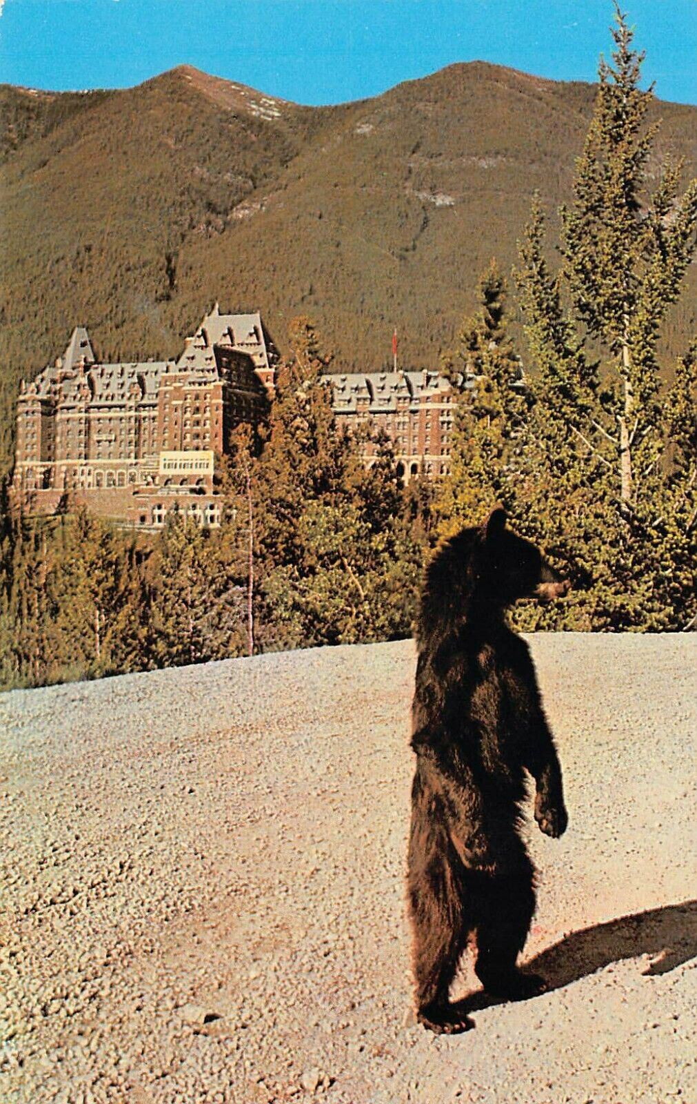 Black Bear Dancing Banff Springs Hotel Alberta Canada Vtg Postcard B30