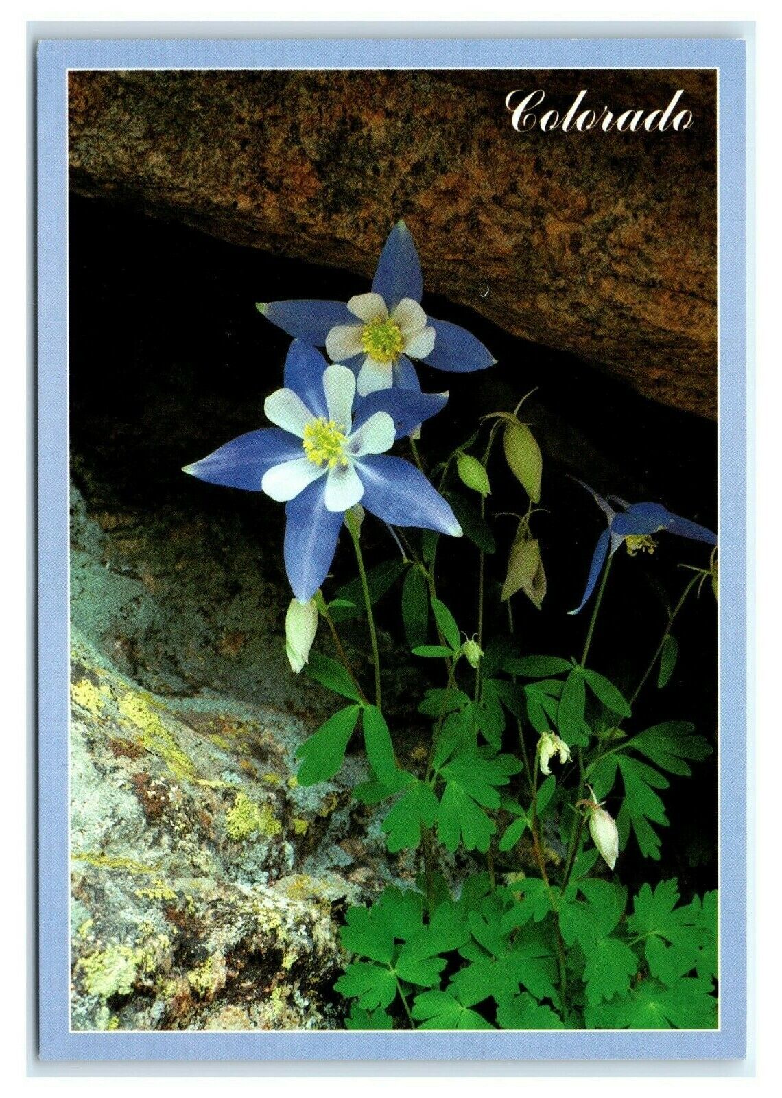 Postcard Columbine - Colorado State Flower K19