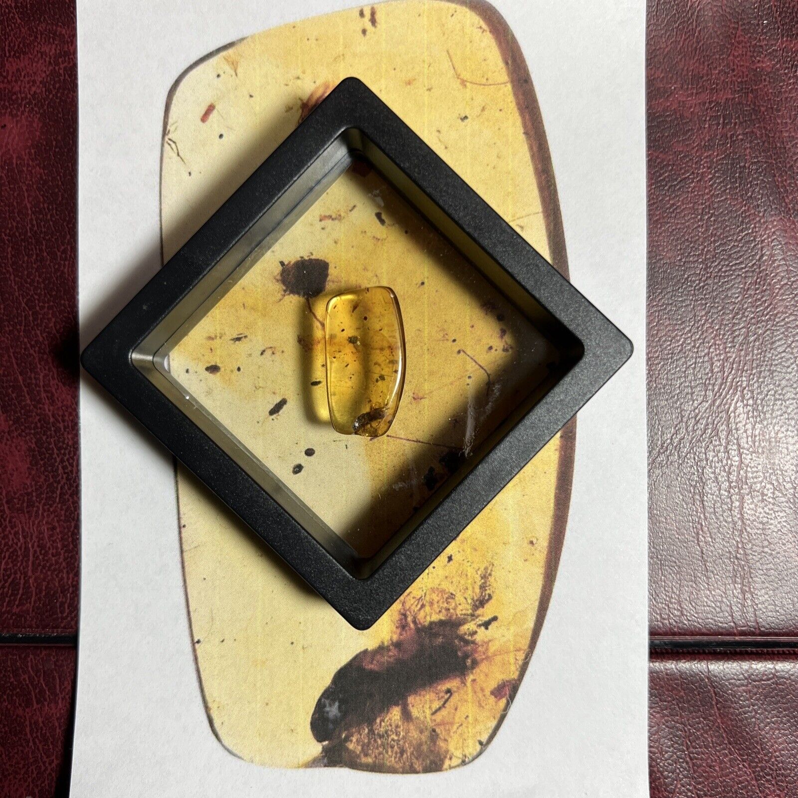 Rare Pre-Historic Genuine Burmese Amber Detailed Trichoptera (Caddis Fly) A116