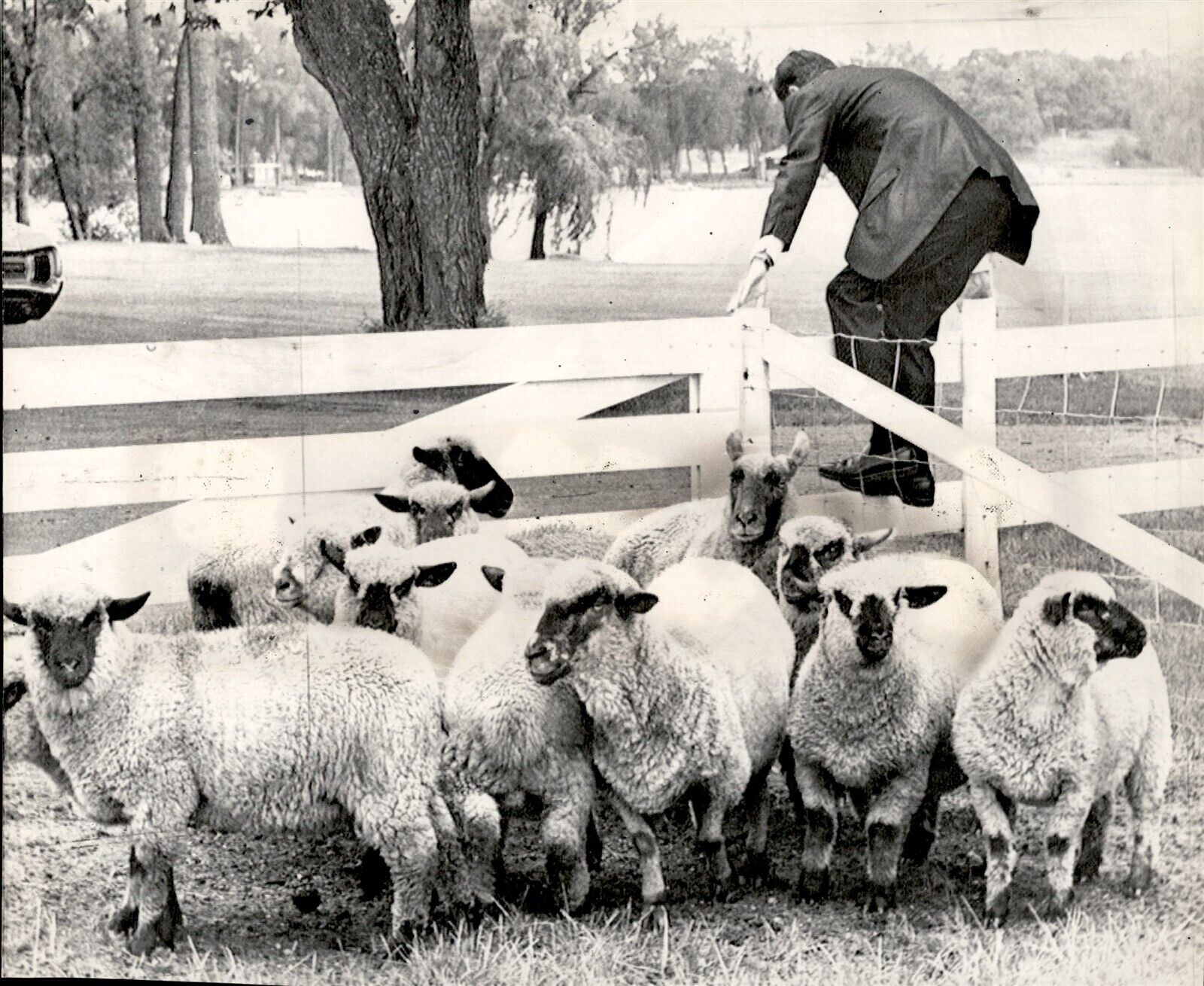 LG81 1968 Wire Photo WAVERLY MINNESOTA Sheep Miss the Action Vice Pres Humphrey
