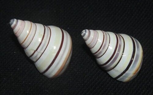 30 mm 2 Pcs Liguus Virgineus Candy Stripe Land Snail Shell GREAT PATTERN