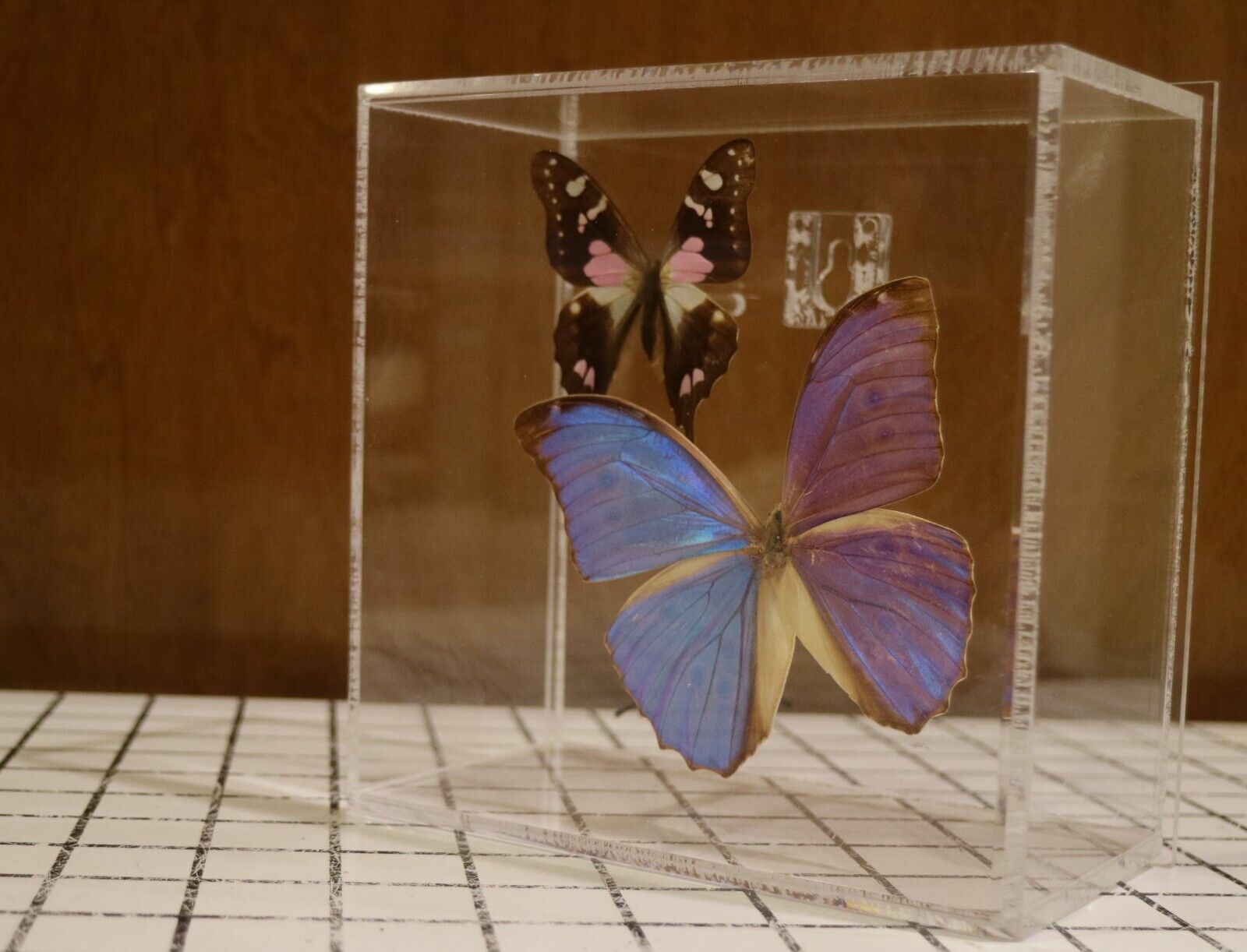 Sam Trophia Signed Acrylic Butterfly Box