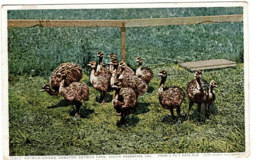 Postcard CA South  Pasadena  Chicks  Cawstons Ostrich Farm Cancel 1915 