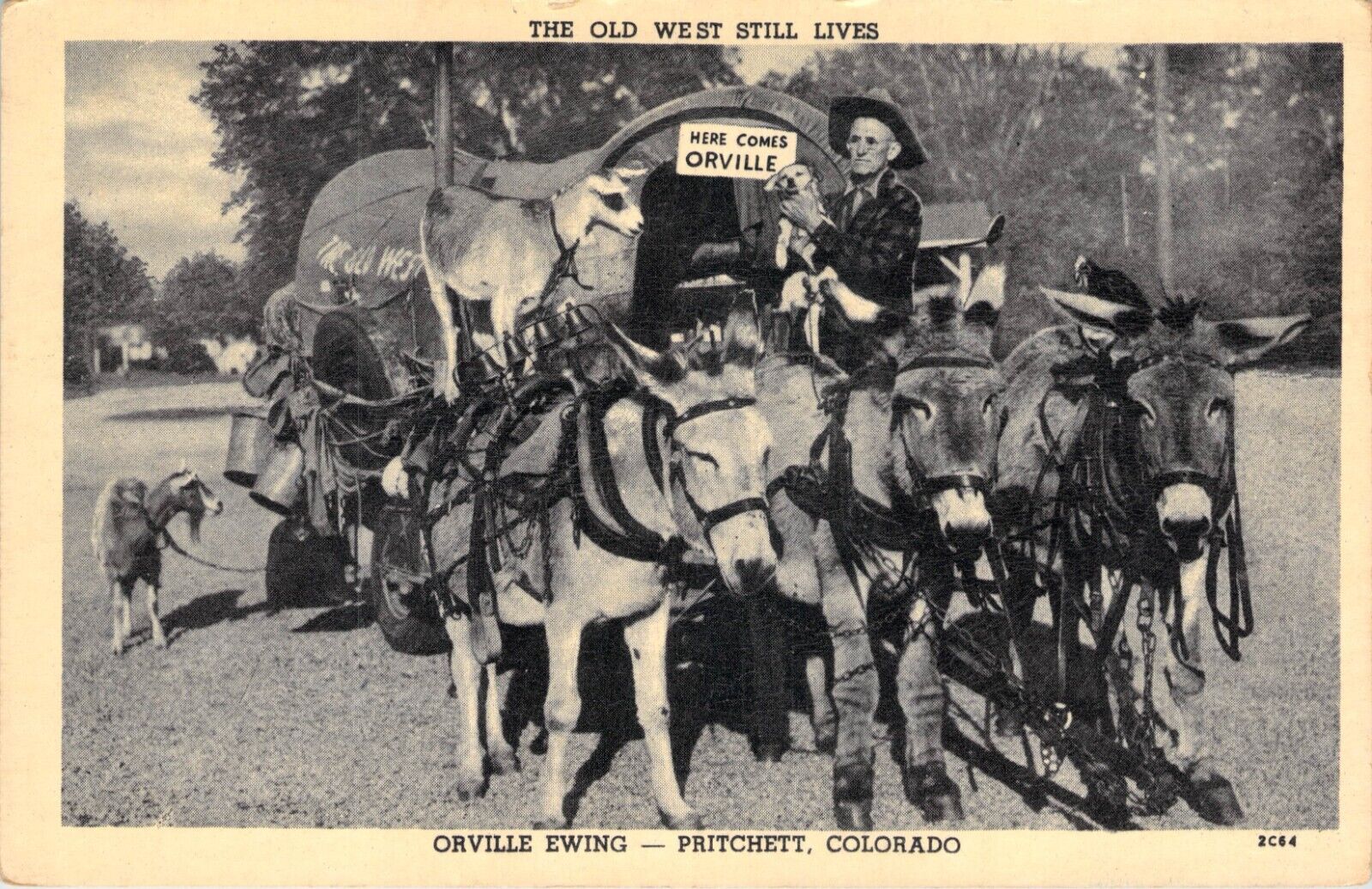 Vintage Postcard Orville Ewing Pritchett Colorado The Old West Still Lives 1952