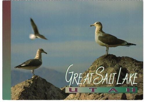 Seagulls On Great Salt Lake, Utah Postcard