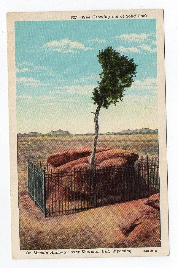 Linen Postcard, Tree Growing out of Rock,Lincoln Highway,Sherman Hill, Wyoming