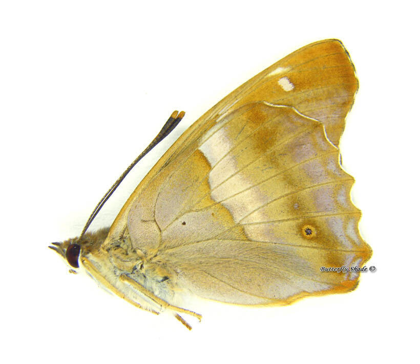 Unmounted Butterfly/Nymphalidae - Apatura ilia ilia f. clytie, male, Poland