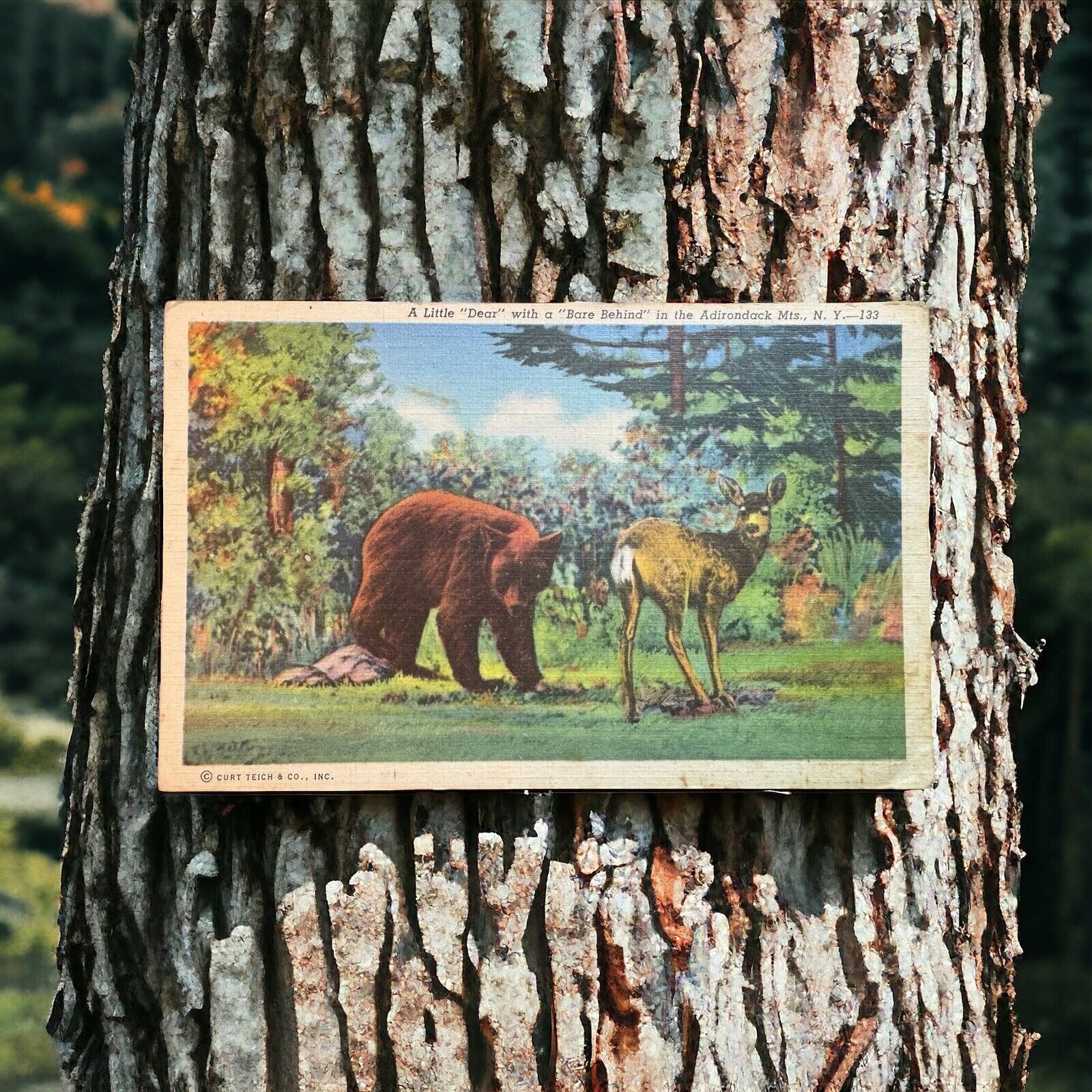 1946 VTG Postcard Adirondack Mountains NY \