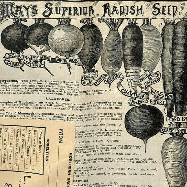 Scarce Vintage 1892 L.L. May Northern Grown Seeds Plants Catalog pages 49-64
