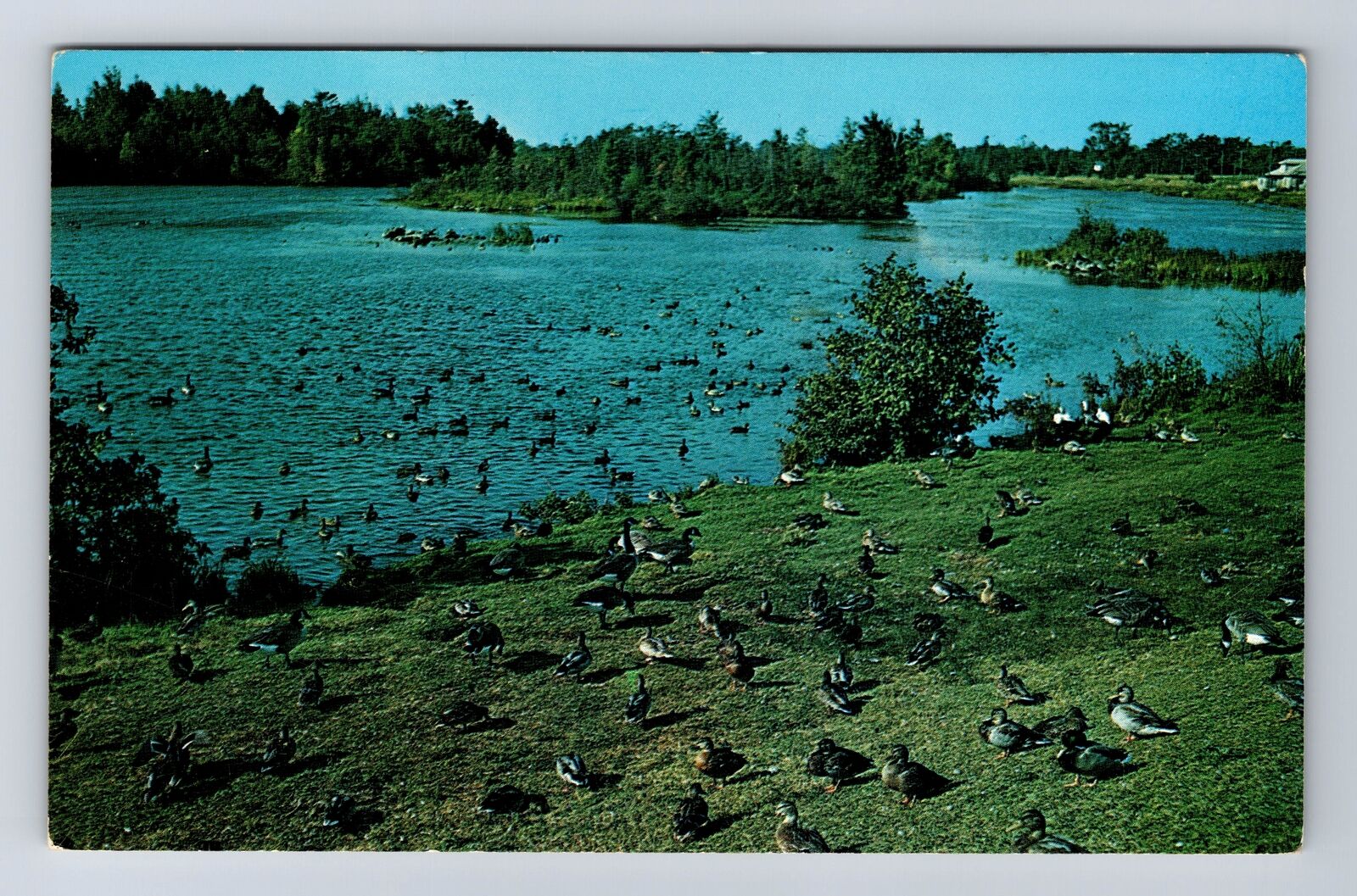Alpena MI-Michigan, Alpena Wildfowl Sanctuary, Antique Vintage Postcard