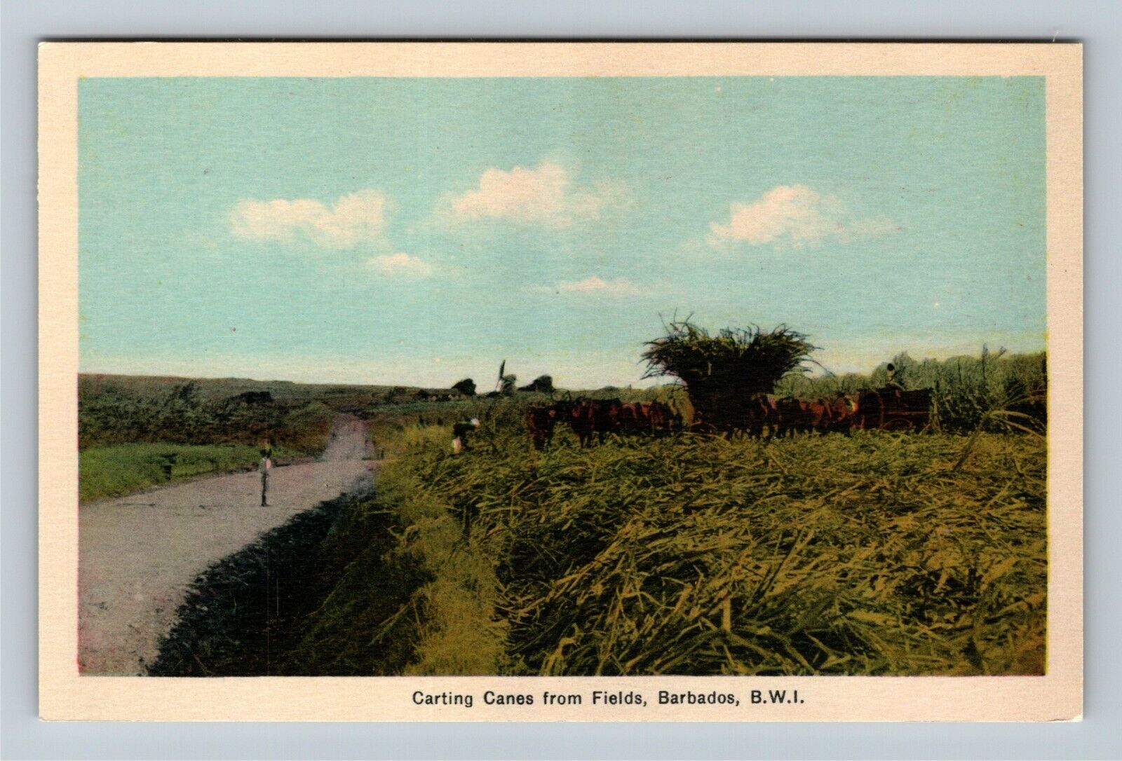Barbados British West Indies, Carting Canes From Fields Vintage Postcard