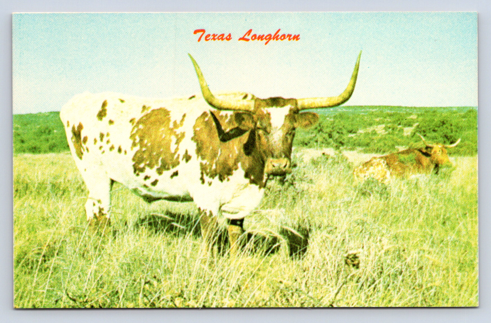 Vintage Postcard Texas Longhorn Animal