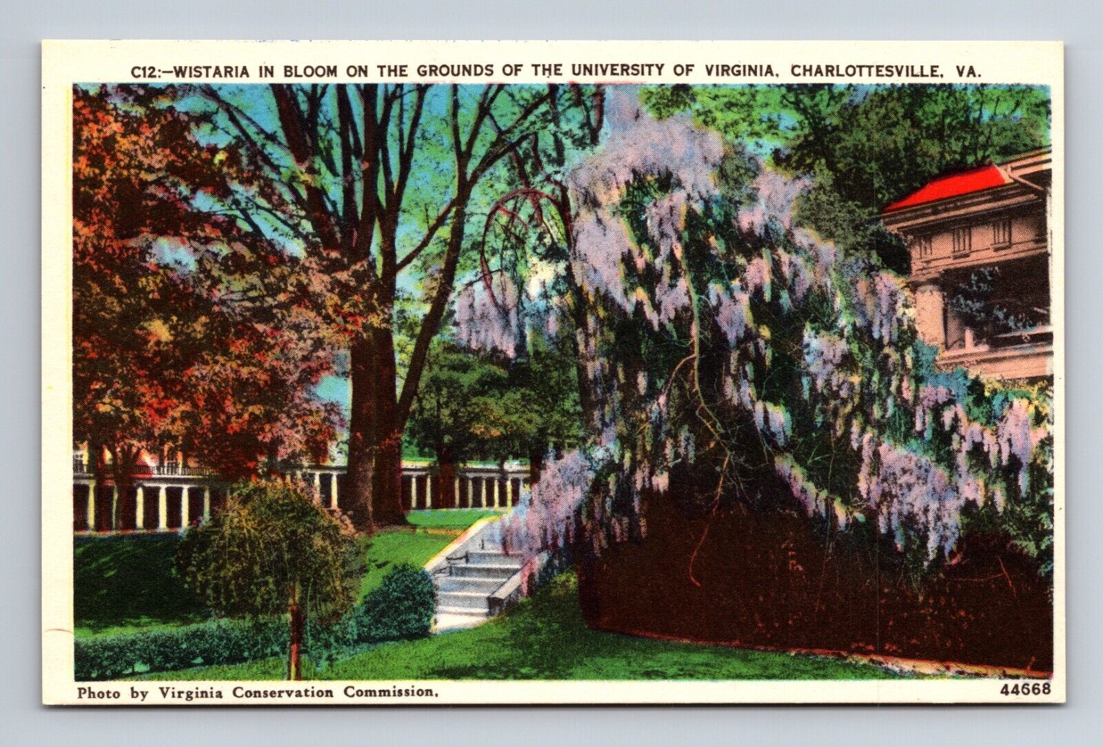 Wisteria in Bloom University of Virginia Charlottesville VA Postcard