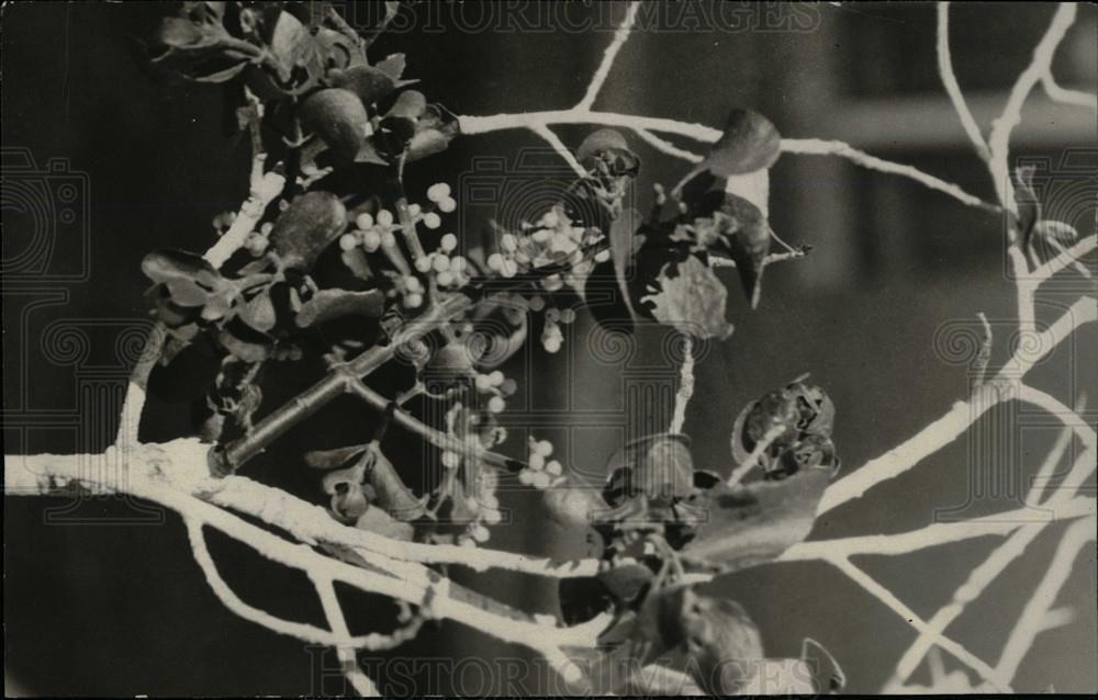 1925 Press Photo Mistletoe Parasitic Plant - dfpd42989