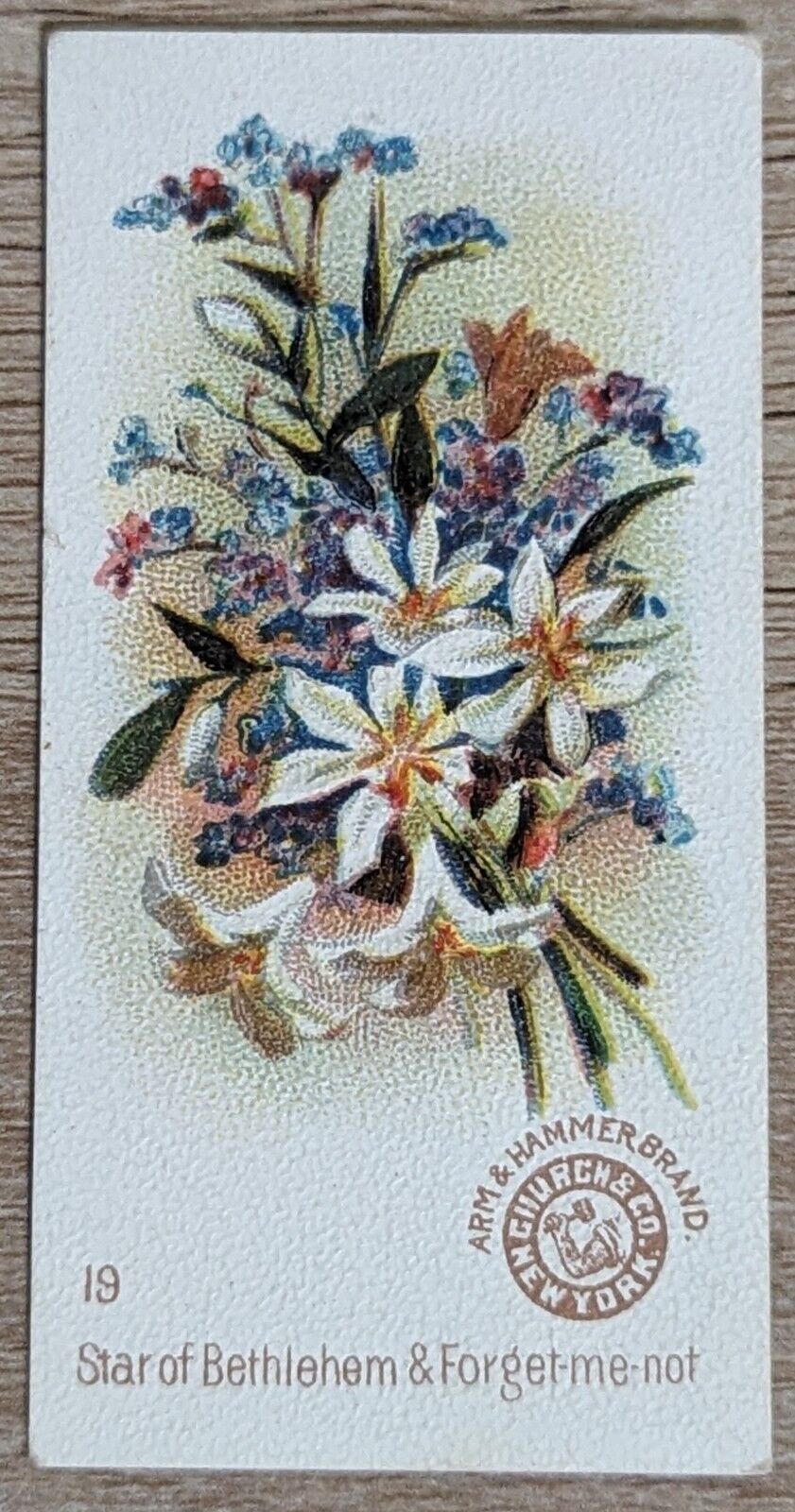 1895 AH801 Church & Co Arm & Hammer Beautiful Flowers Forget-me-not Card #19