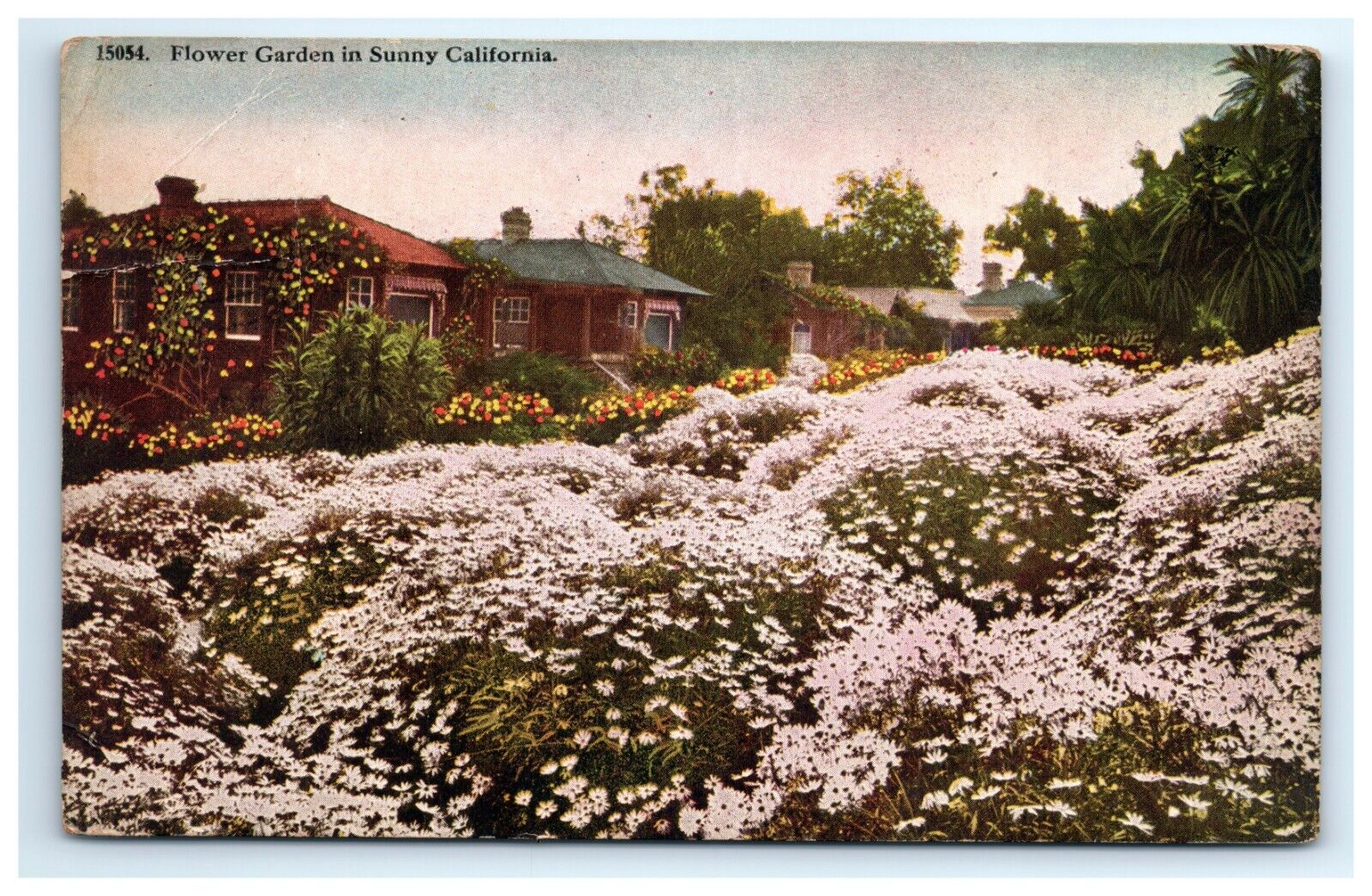 Postcard Flower Garden in Sunny California Posted 1921 Houses ?Daisies