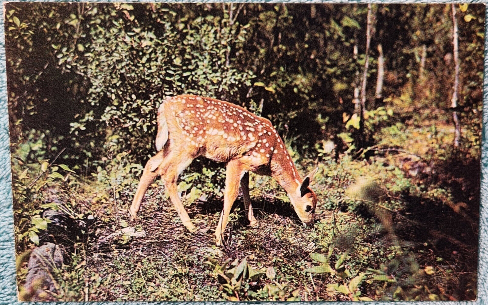 Nature\'s Darling A Young Deer Sagola Michigan 1950\'s Unused Vintage Postcard