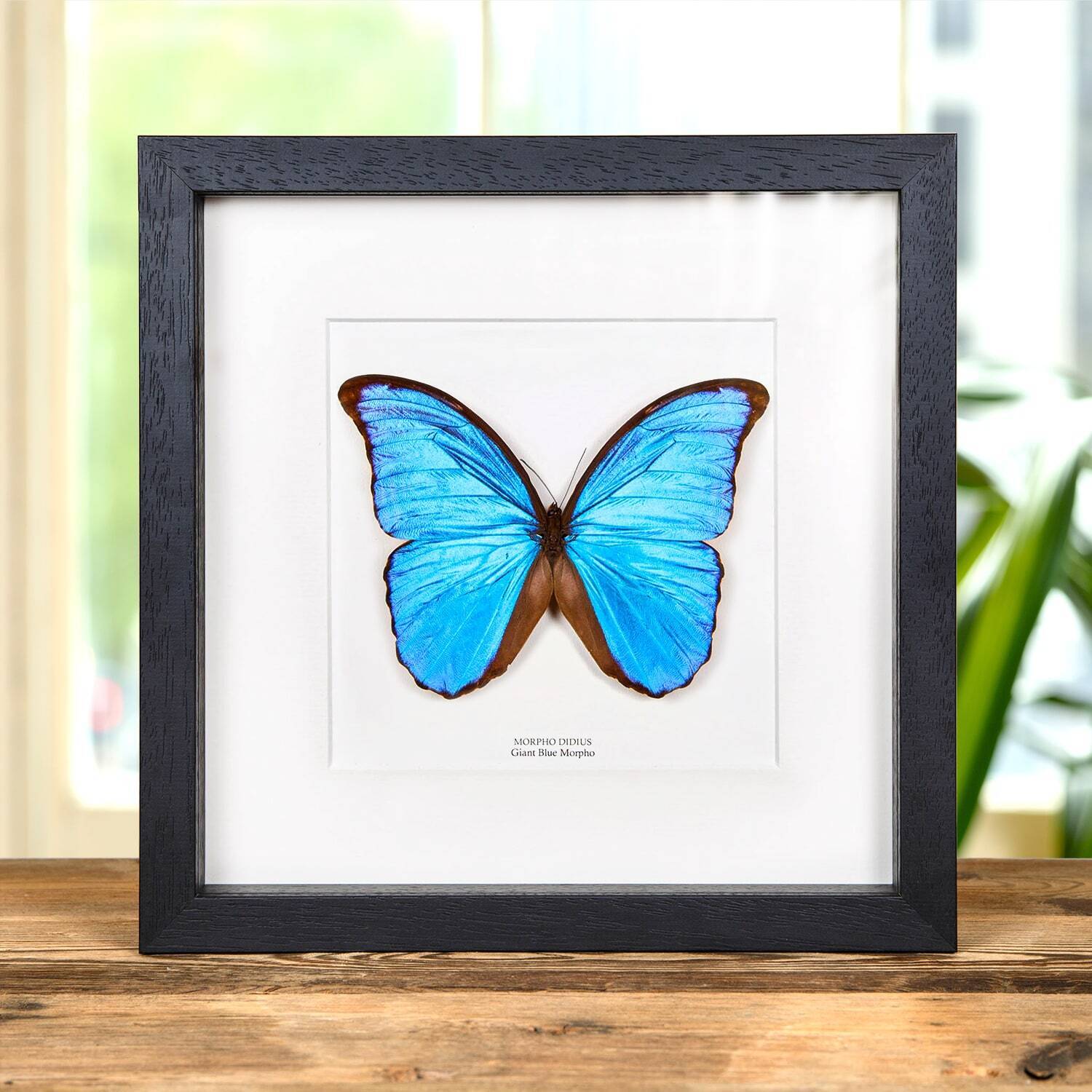 Blue Morpho Taxidermy Butterfly in 10 x 10 Box Frame (Morpho didius)