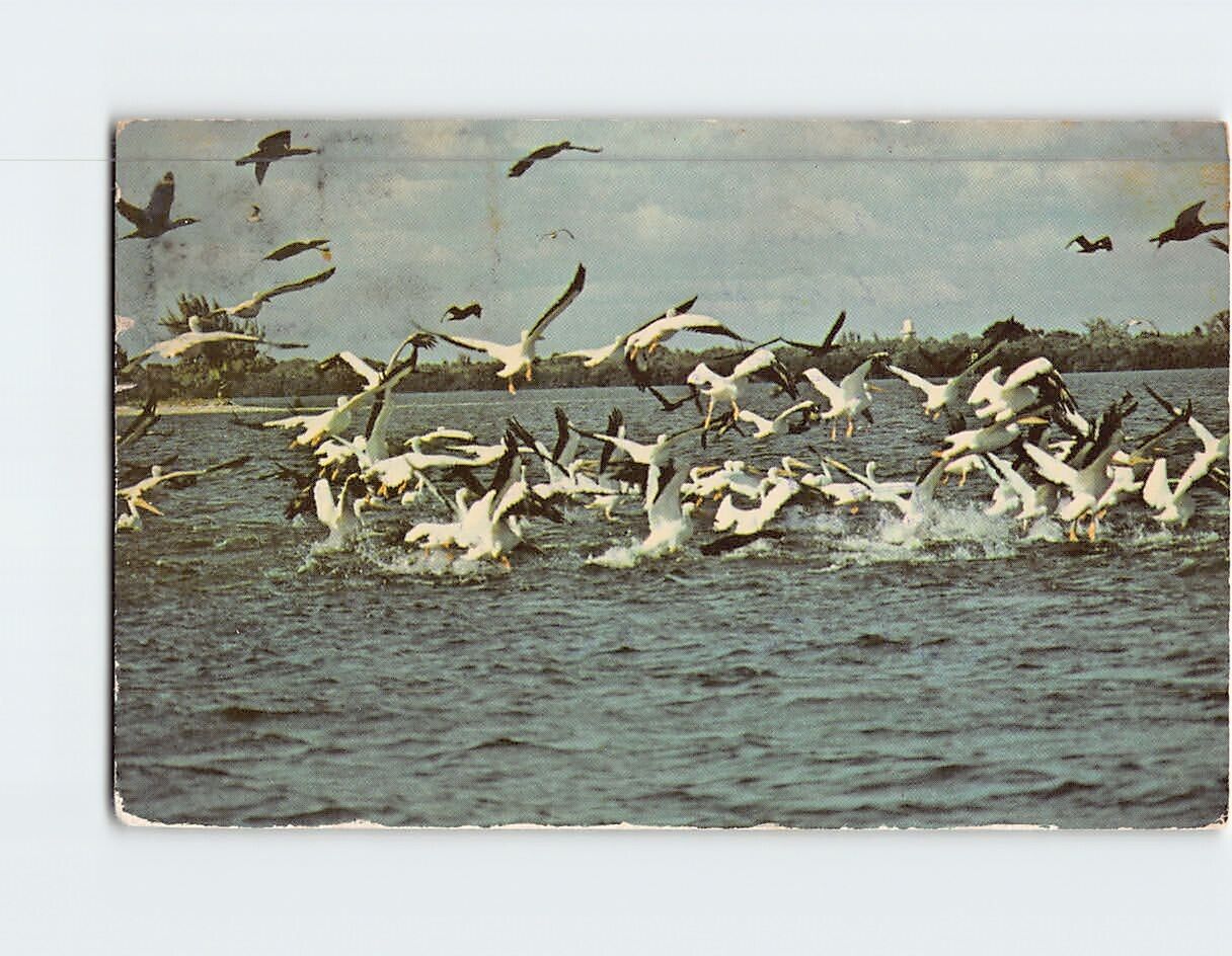Postcard White Pelicans Ocean Scene