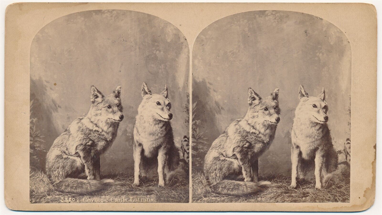 COLORADO SV - Taxidermy - Coyotes - WH Jackson 1880s RARE