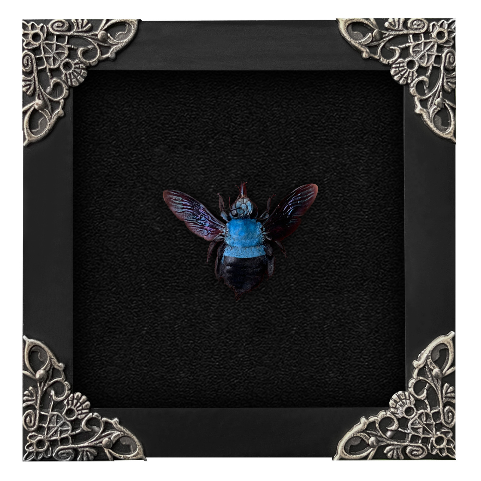 Real Framed Insects Beetle Taxidermy Oddities Bugs Dead Gothic Decor Wall Art