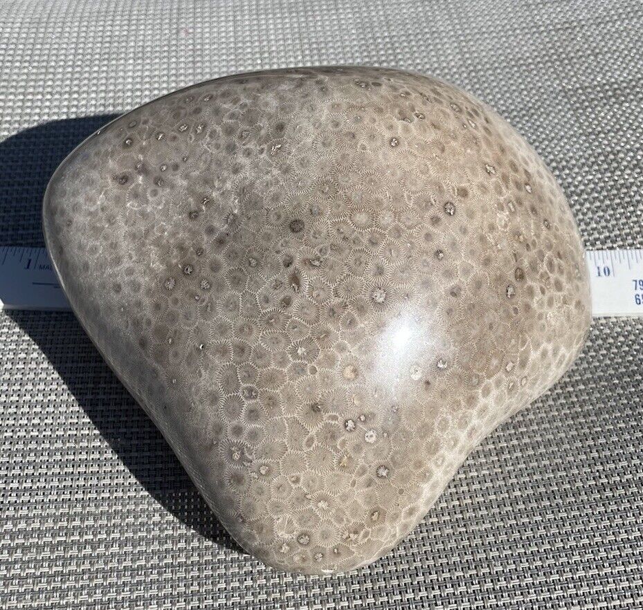 Huge, Polished, Petoskey Stone, 7 Lbs. 1 oz., 100% Stone…No Mud Petoskey, MI