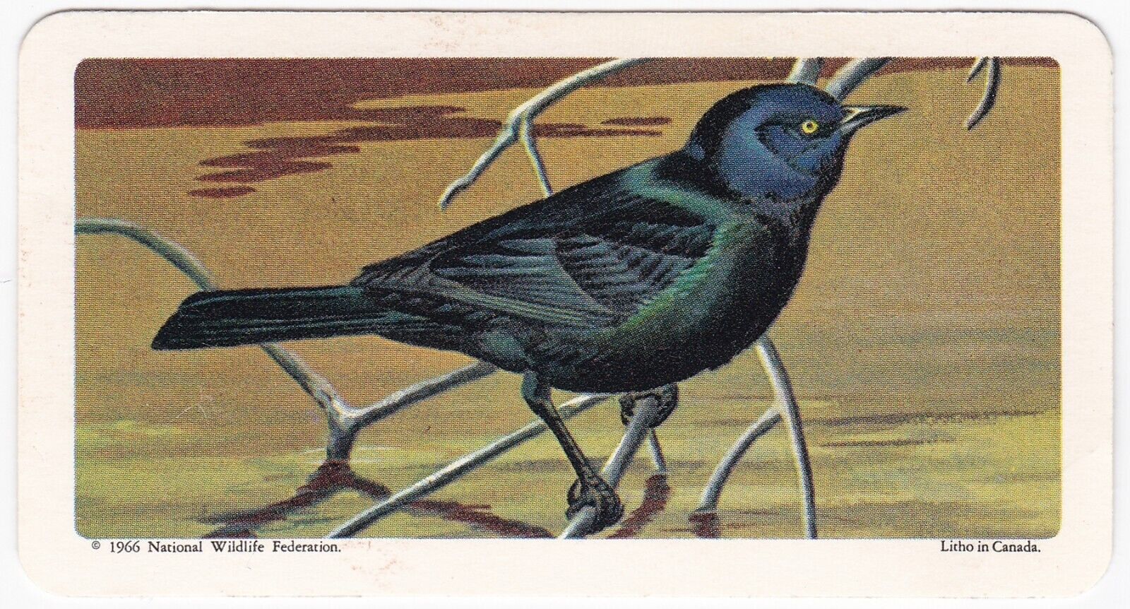 BROOKE BOND CANADA TEA CARD: SERIES 9 CAN/AM SONGBIRDS, BREWERS BLACKBIRD #35