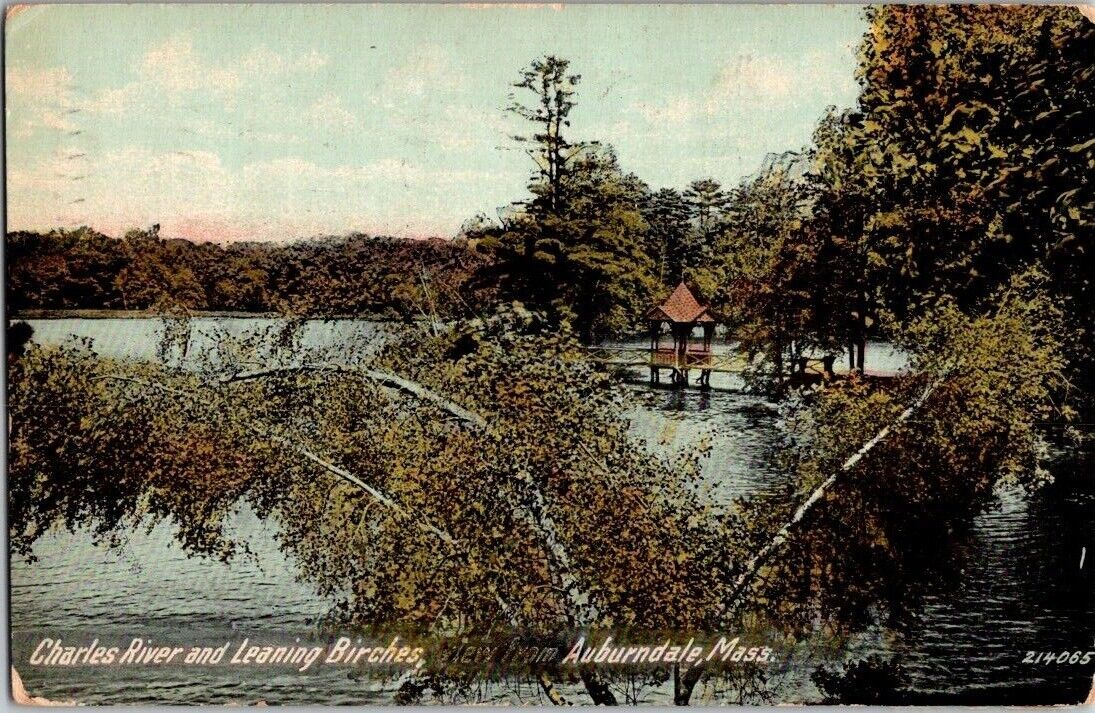Auburndale MA-Massachusetts Charles River Leaning Birches Vintage Postcard