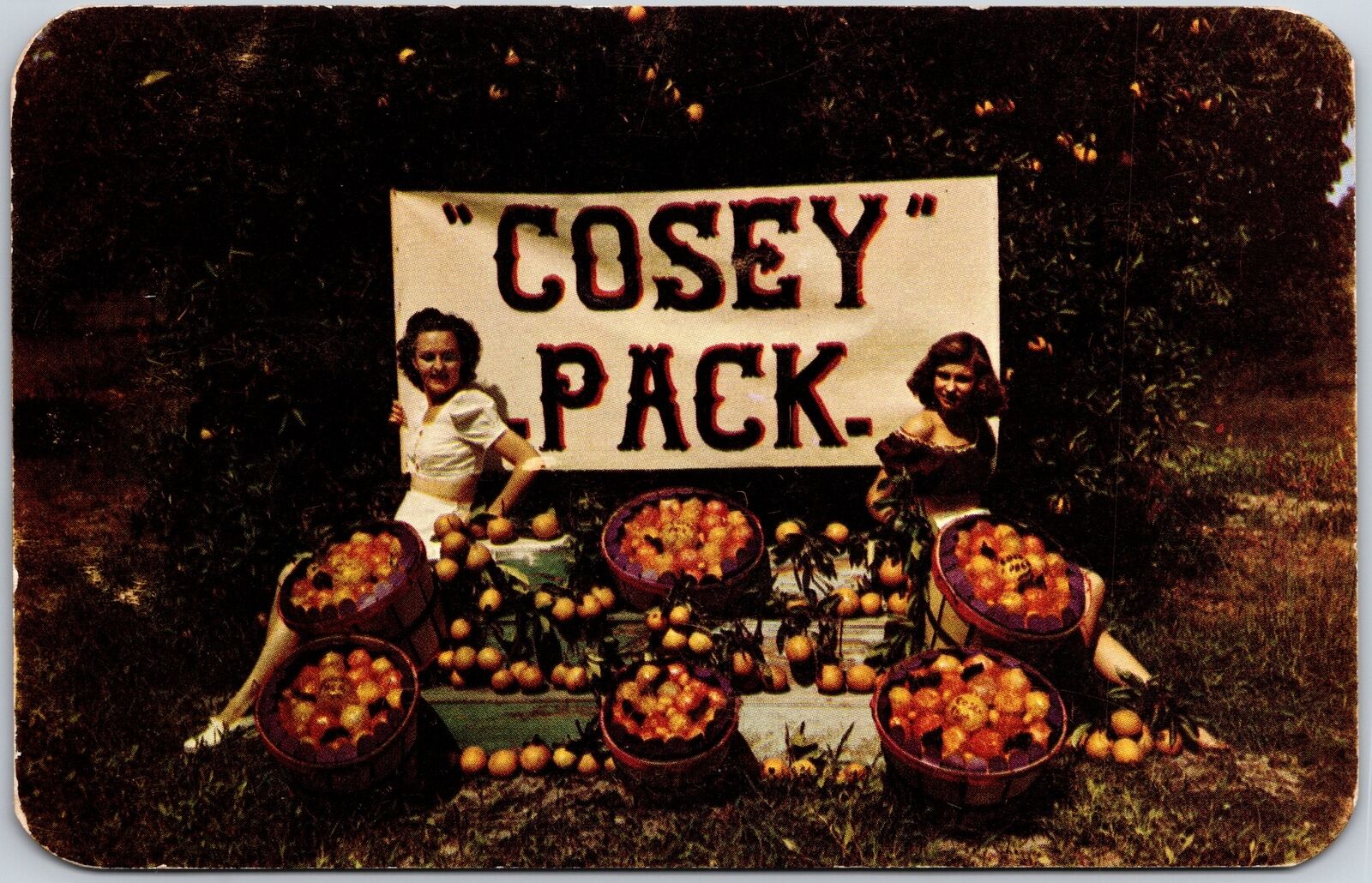 Cosey Pack A.F Cosey Wauchula Florida Tree Ripened Oranges & Grapefruit Postcard