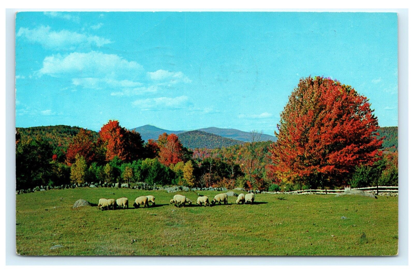 Greetings from Oakfield NY Genesee Co. New York Chrome Postcard Sheep Fall C1 