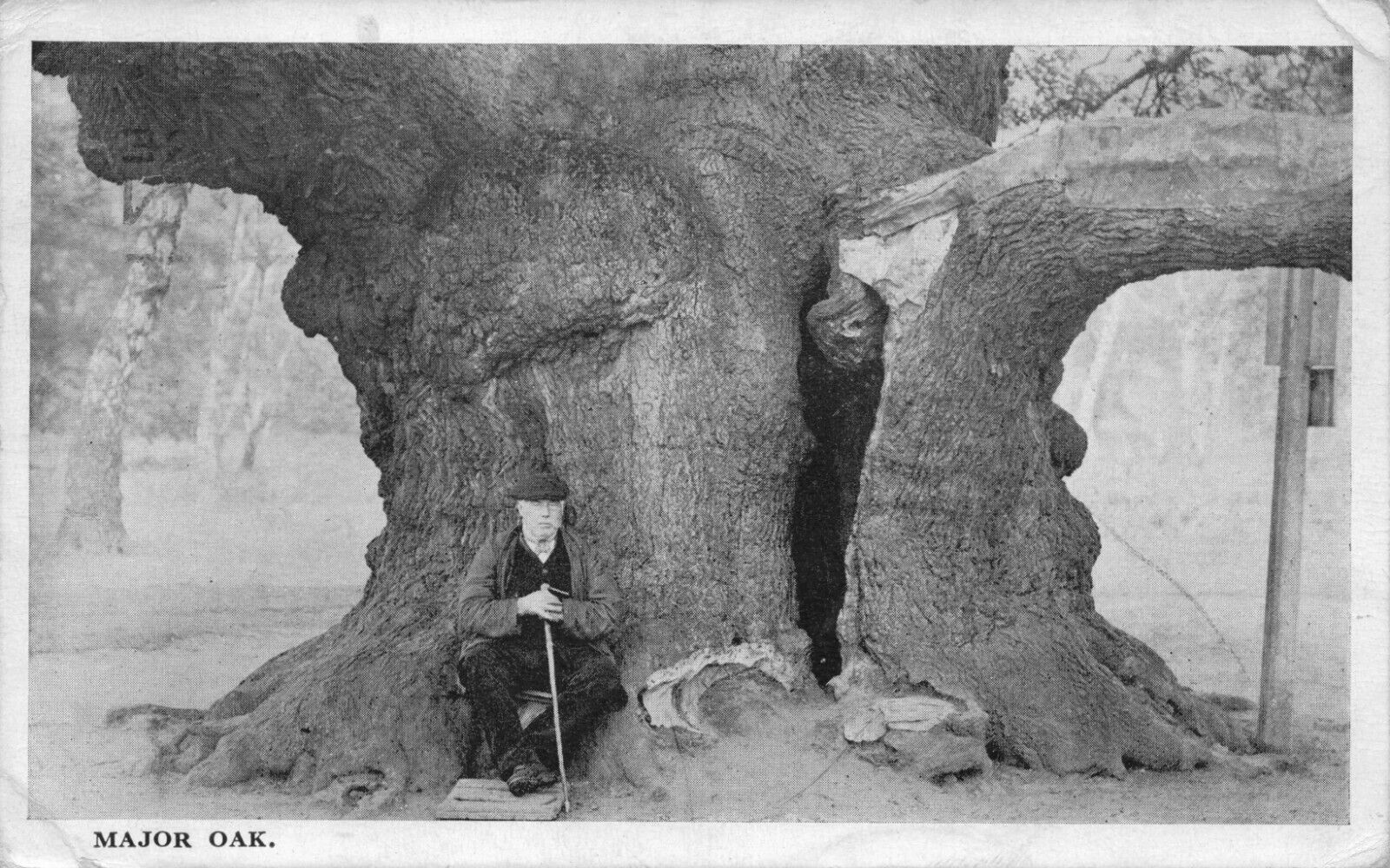 Robin Hood\'s Sherwood Forest Ancient Oak Tree near Nottingham UK 1920s Postcard