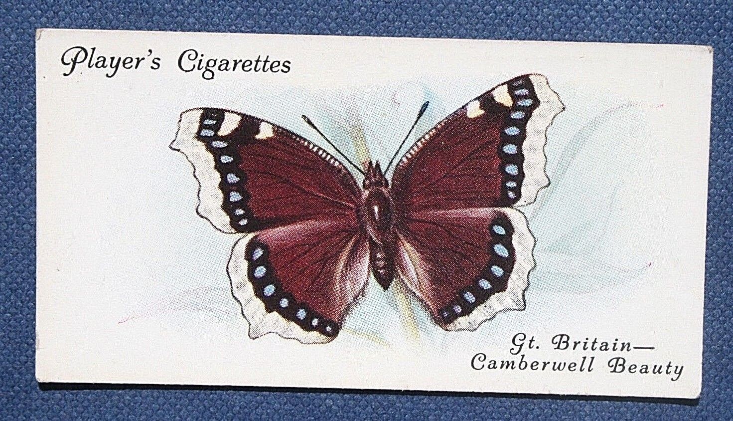 CAMBERWELL BEAUTY   Butterfly   Vintage 1930\'s  Card  PC09  