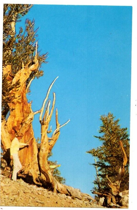 Postcard Pine Alpha Ancient Bristlecone Pine Forest White Mountains California