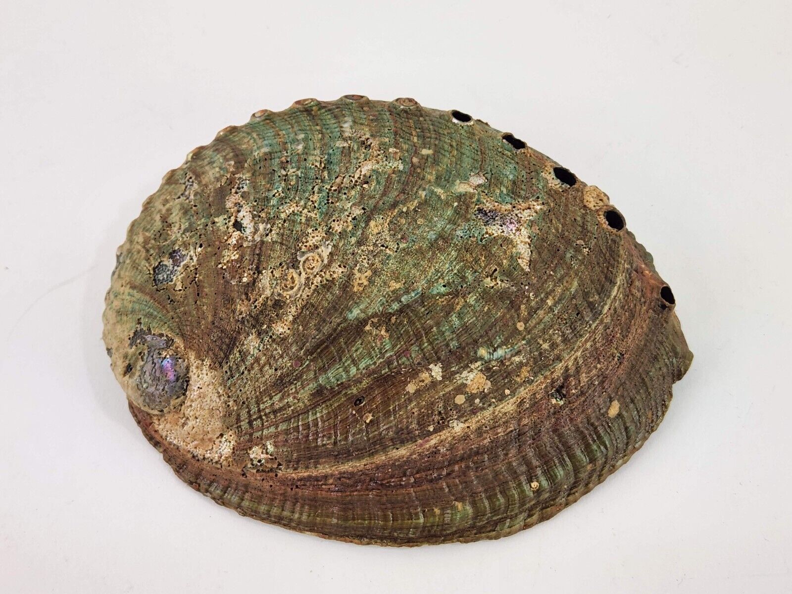 Natural Unpolished Large Abalone Shell 6” x 5\
