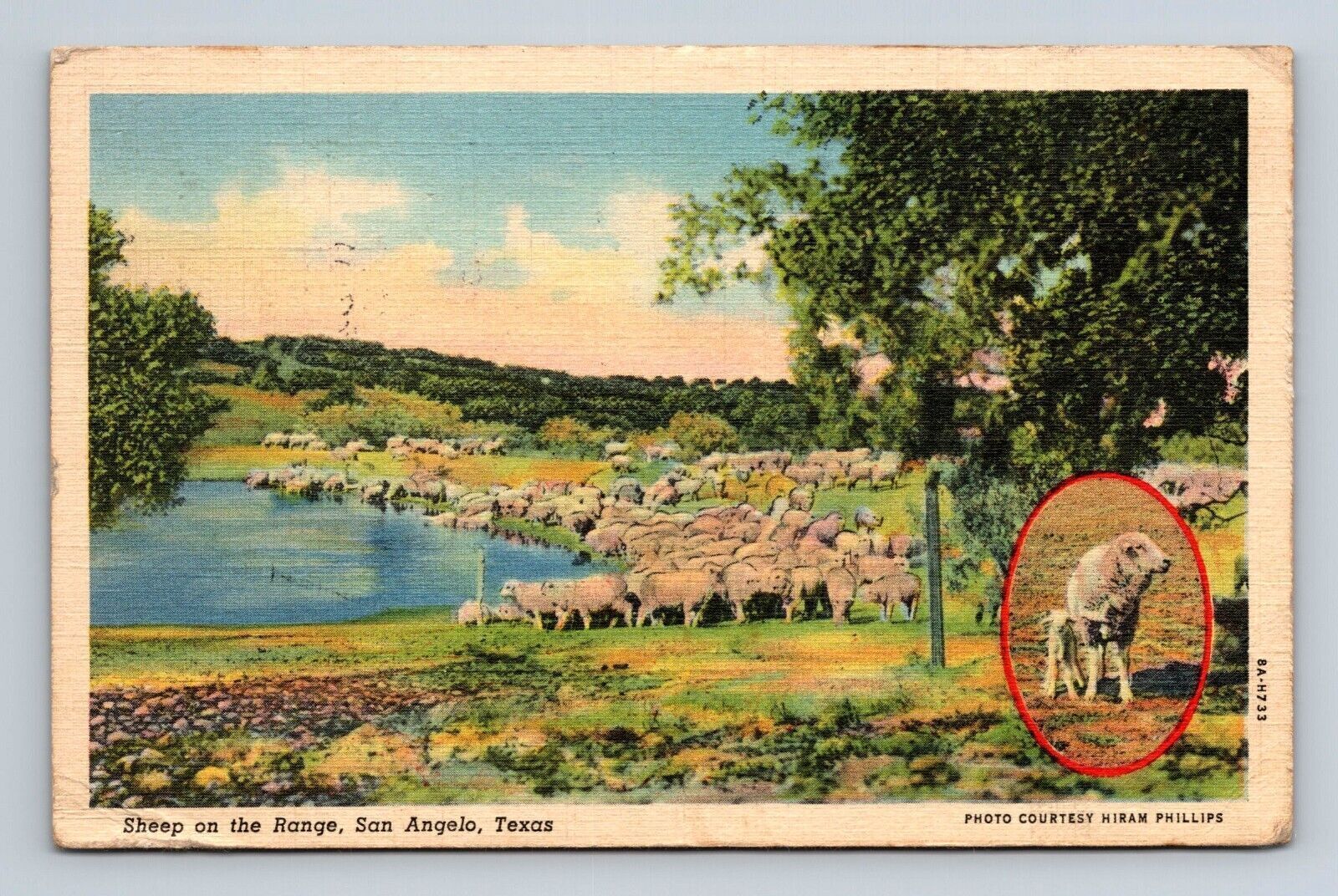 Sheep on The Range San Angelo Texas Lamb and Sheep Insert Linen Postcard