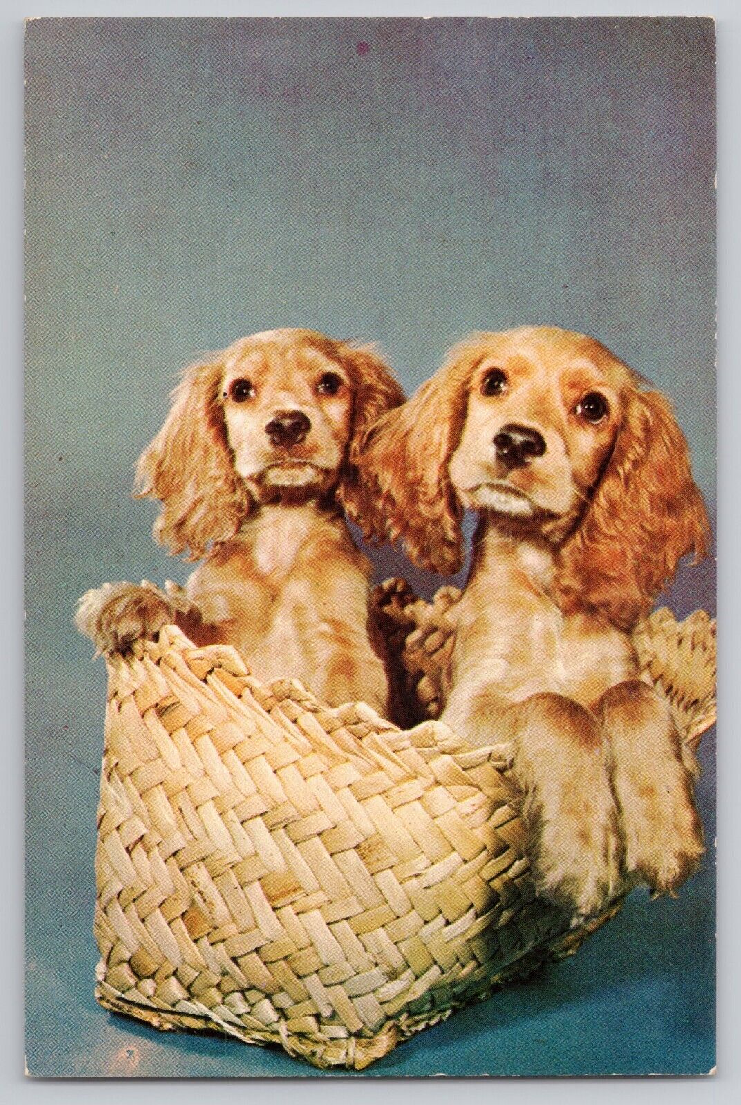 Postcard innocence Abroad Cocker Spaniel Pups Basket Greetings Pearl River NY
