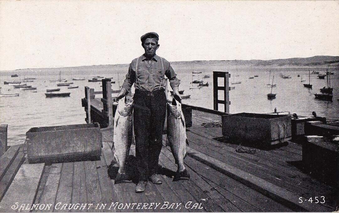 Monterey Bay salmon catch vintage postcard