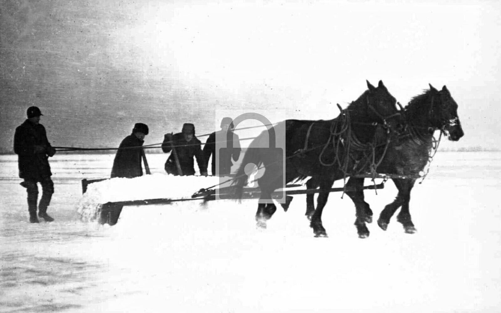 Ice Cutting Horse Team Plow Sandusky Ohio OH Reprint Postcard