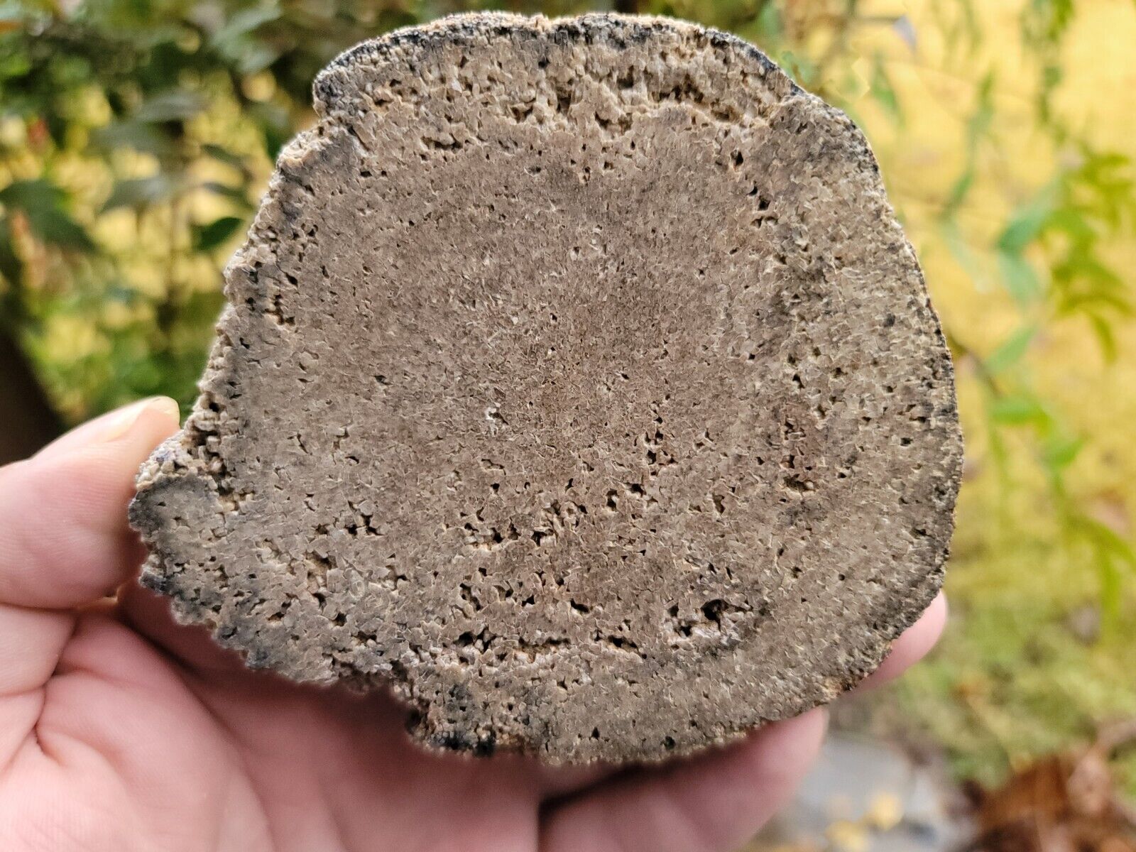 Halite Pseudomorph Quartz Petrified Wood Cast Linn County, Oregon Limb Branch