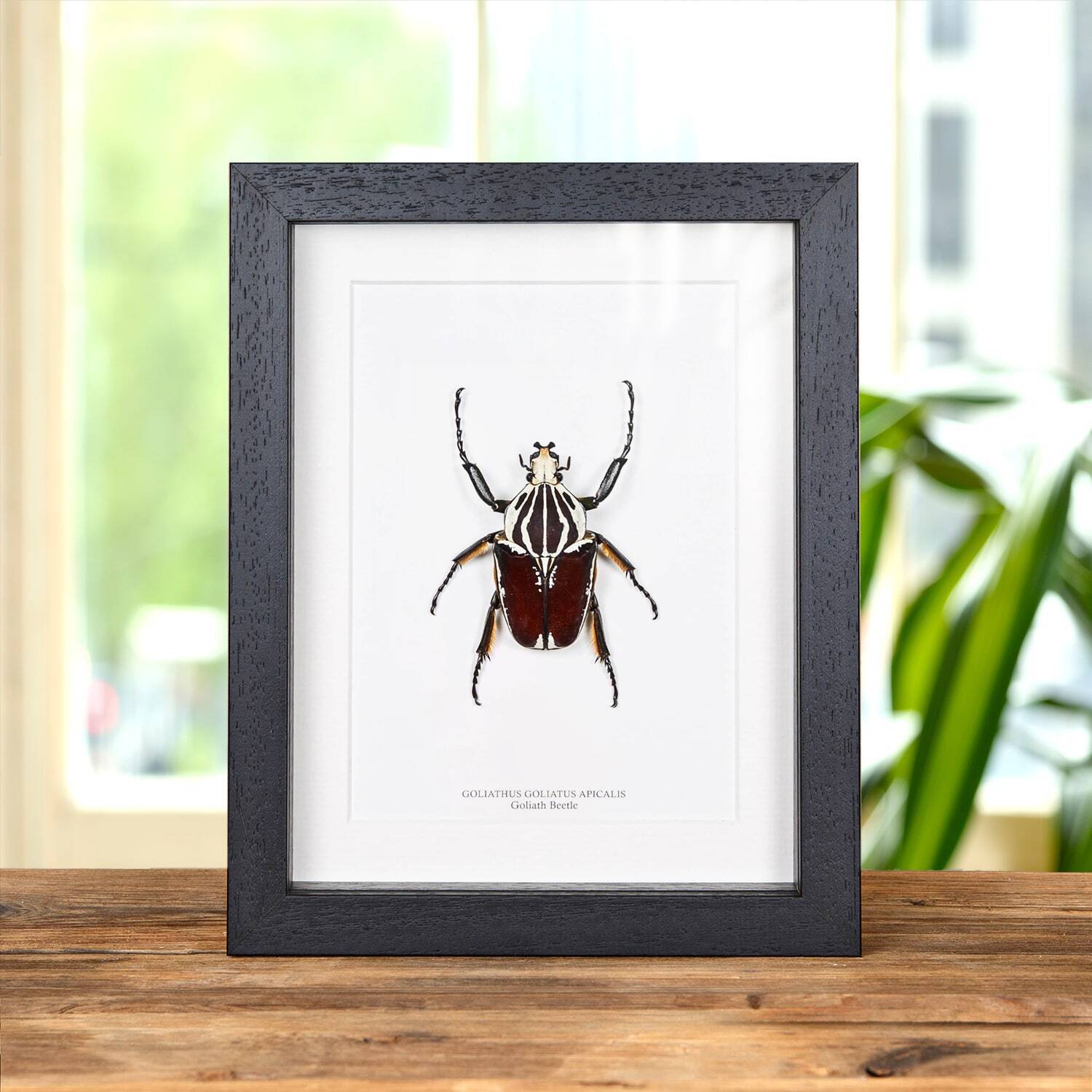 Goliath Taxidermy Beetle Frame (Goliathus goliatus)