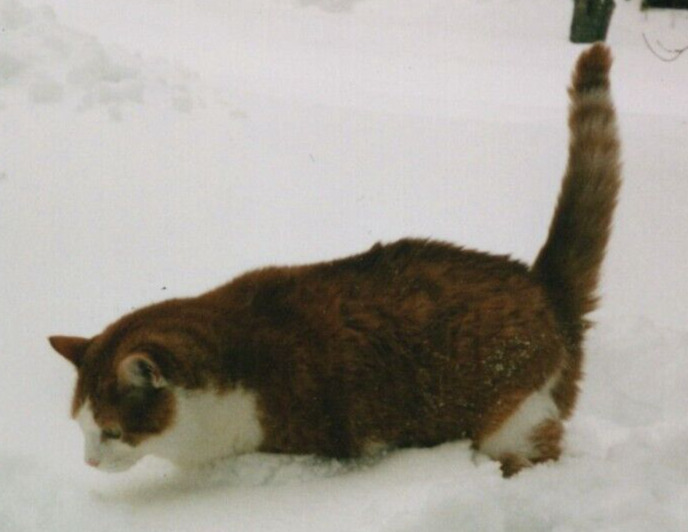 3K Photograph Cute Sweet Adorable Beloved Orange Kitty Cat In Snow